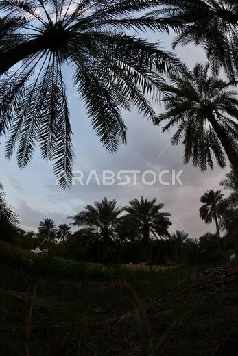 Date palm , tree of the palm family cultivated for its sweet edible fruits. The date palm has been prized from remotest antiquity.