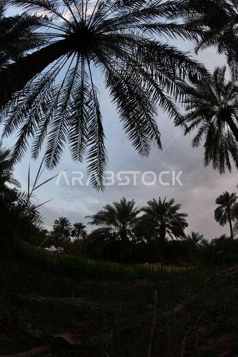 Date palm , tree of the palm family cultivated for its sweet edible fruits. The date palm has been prized from remotest antiquity.