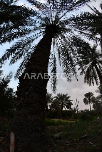 نخيل التمر، شجرة من فصيلة النخيل تُزرع لثمارها الحلوة الصالحة للأكل. وقد حظي نخيل التمر بتقدير كبير منذ أقدم العصور.