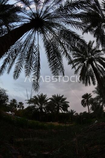 Date palm , tree of the palm family cultivated for its sweet edible fruits. The date palm has been prized from remotest antiquity.