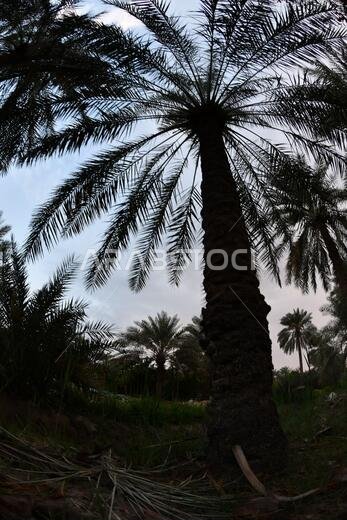 نخيل التمر، شجرة من فصيلة النخيل تُزرع لثمارها الحلوة الصالحة للأكل. وقد حظي نخيل التمر بتقدير كبير منذ أقدم العصور.