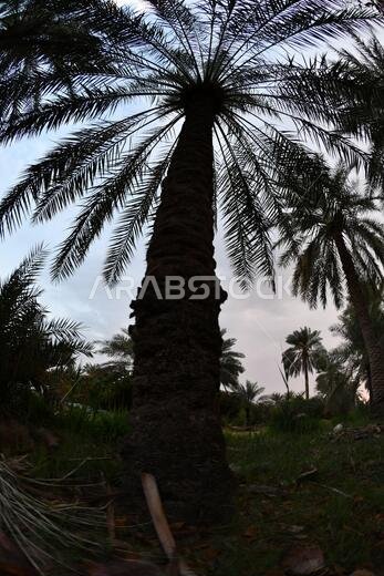 نخيل التمر، شجرة من فصيلة النخيل تُزرع لثمارها الحلوة الصالحة للأكل. وقد حظي نخيل التمر بتقدير كبير منذ أقدم العصور.