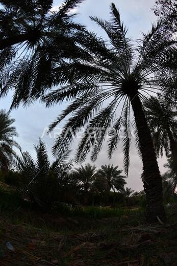 Date palm , tree of the palm family cultivated for its sweet edible fruits. The date palm has been prized from remotest antiquity.