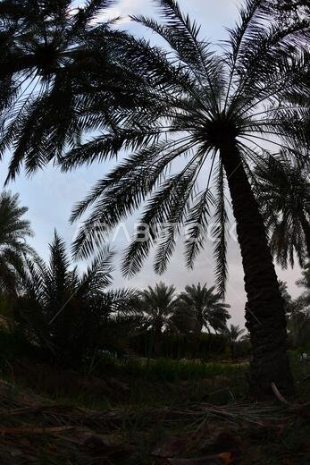 Date palm , tree of the palm family cultivated for its sweet edible fruits. The date palm has been prized from remotest antiquity.