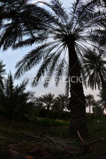 نخيل التمر، شجرة من فصيلة النخيل تُزرع لثمارها الحلوة الصالحة للأكل. وقد حظي نخيل التمر بتقدير كبير منذ أقدم العصور. نخيل التمر، شجرة من فصيلة النخيل تُزرع لثمارها الحلوة الصالحة للأكل. وقد حظي نخيل التمر بتقدير كبير منذ أقدم العصور.