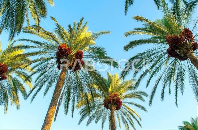 نخلة بأوراق خضراء تحمل ثمارًا ناضجة. نخيل جميل يحمل ثمارًا على خلفية سماء زرقاء. منظر من الأسفل نخلة بأوراق خضراء تحمل ثمارًا ناضجة. نخيل جميل يحمل ثمارًا على خلفية سماء زرقاء. منظر من الأسفل
