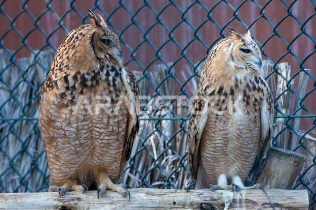 زوج من بومة فرعون (Bubo ascalaphus) عن قرب جاثمة على غصن تستريح في الإمارات العربية المتحدة.