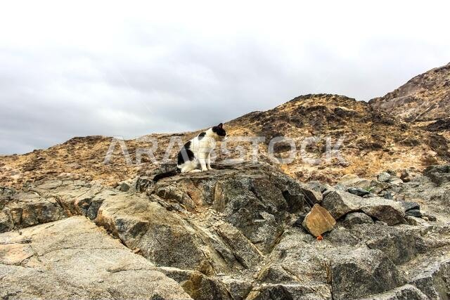 Jabal al-Thawr (Mount Thawr) makkah