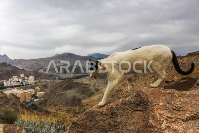 جبل الثور (جبل الثور) بمكة