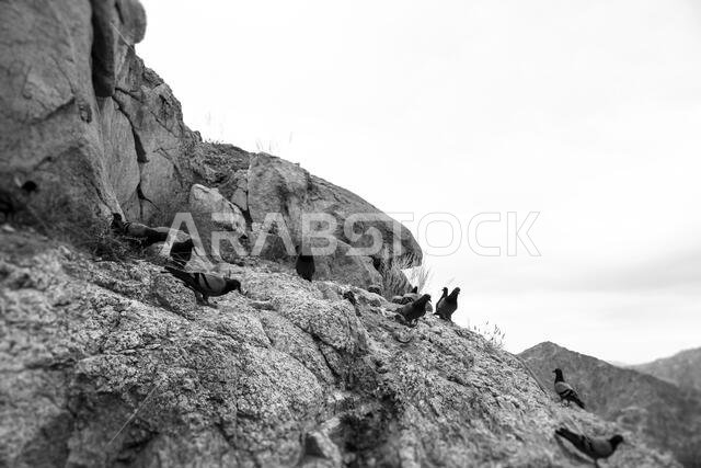 Jabal al-Thawr (Mount Thawr) makkah