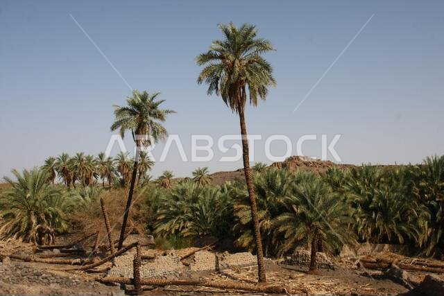Khaybar to the north of Medina in the Hejaz. Before the advent of Islam in the 7th century CE, indigenous Arabs, as well as Jews, Khaybar to the north of Medina in the Hejaz. Before the advent of Islam in the 7th century CE, indigenous Arabs, as well as Jews,