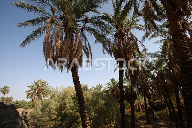 تقع خيبر شمال المدينة المنورة في الحجاز. قبل ظهور الإسلام في القرن السابع الميلادي، كان يسكنها العرب الأصليون، بالإضافة إلى اليهود.