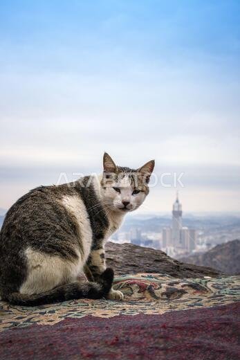 جبل الثور (جبل الثور) بمكة