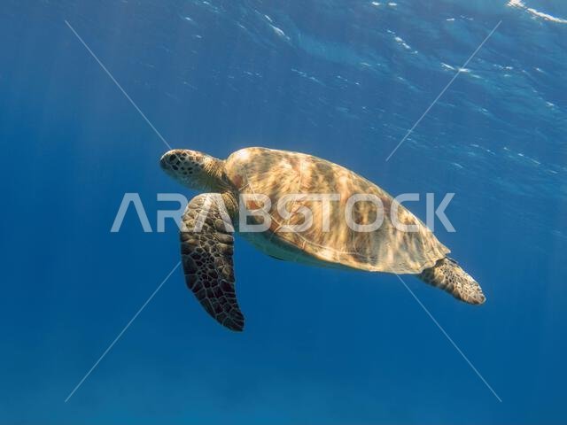 Green sea turtle swimming in the blue sea underwater