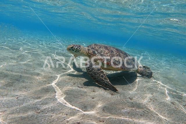 Green sea turtle in shallow sea water underwater