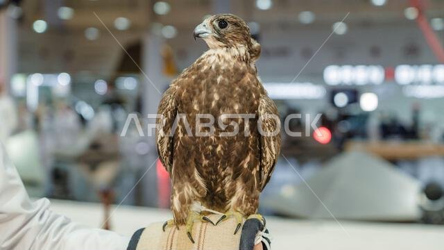 A majestic falcon captured in a striking pose, showcasing its sharp, focused eyes ,Falconry is the hunting of wild animals in their natural state and