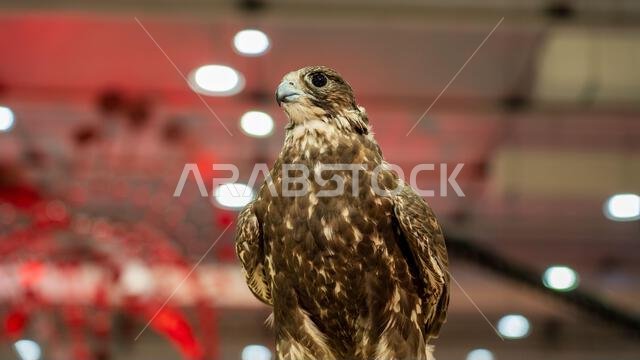 A majestic falcon captured in a striking pose, showcasing its sharp, focused eyes ,Falconry is the hunting of wild animals in their natural state and
