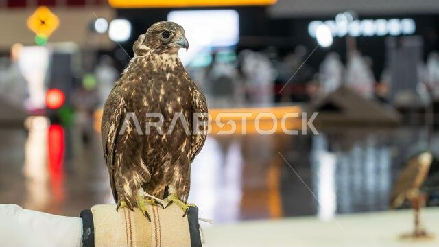 A majestic falcon captured in a striking pose, showcasing its sharp, focused eyes ,Falconry is the hunting of wild animals in their natural state and