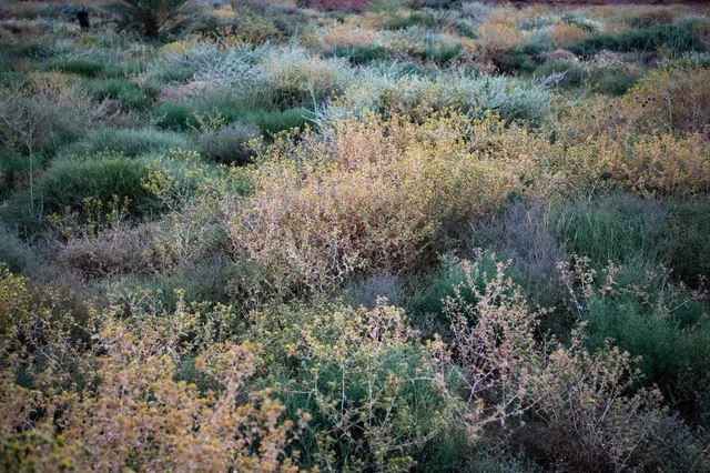 Wild Desert Plants and Shrubs in Saudi Arabia