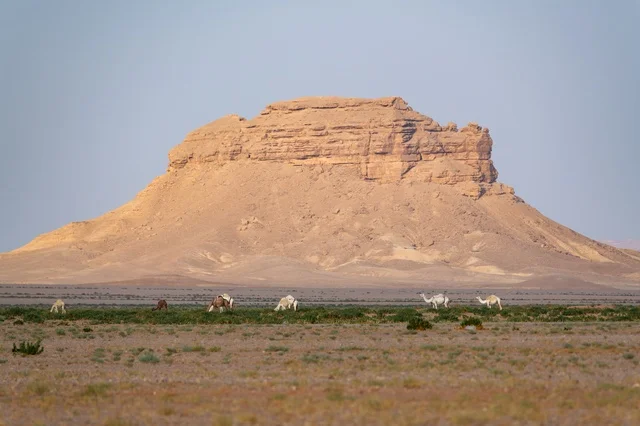 قطيع من الإبل يرعى في الصحراء بالقرب من جبل صخري