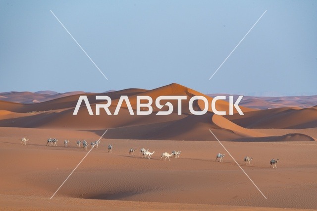 قطيع من الإبل يسير عبر الكثبان الرملية في الصحراء