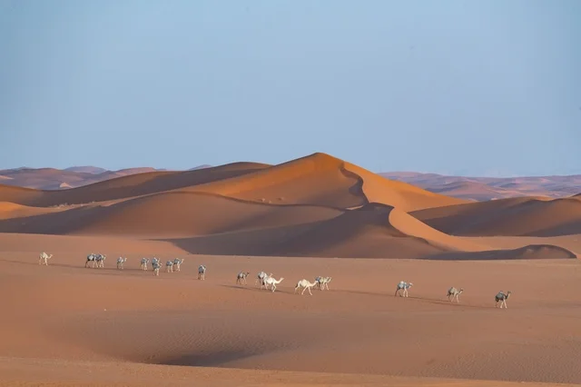 قطيع من الإبل يسير عبر الكثبان الرملية في الصحراء