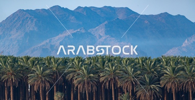 Date Palm Trees in AlUla Saudi Arabia with Mountains
