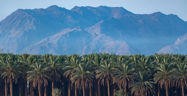 Date Palm Trees in AlUla Saudi Arabia with Mountains