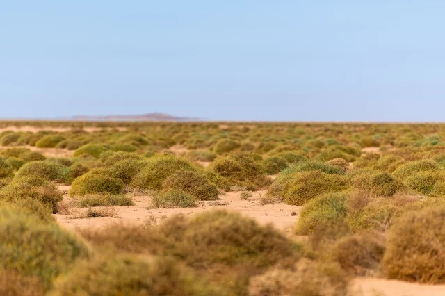 نباتات صحراء عرعر والمناظر الطبيعية الرملية في السعودية
