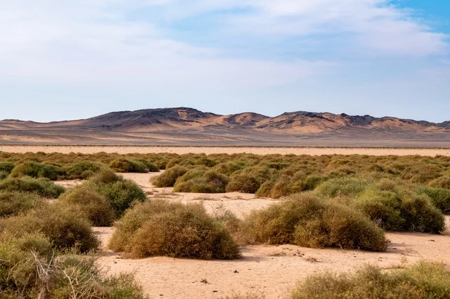 النباتات البرية والتلال في صحراء عرعر السعودية