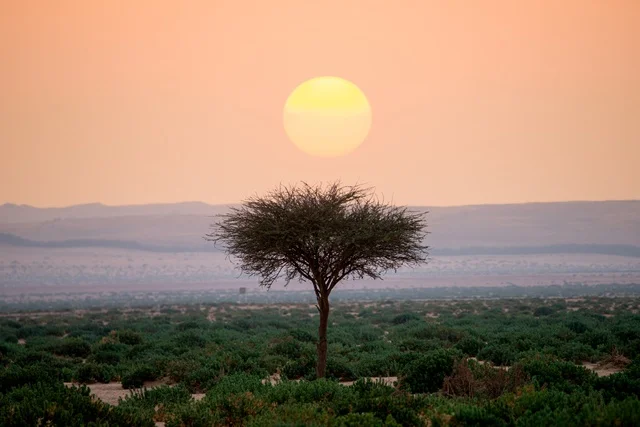 Acacia Tree in Najd Desert Saudi Arabia Sunset