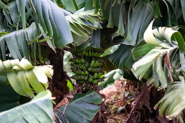 Green Banana Bunch on Tree in Asir Saudi Arabia