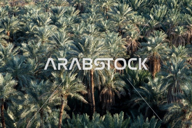Ancient Date Palm Trees in Khaybar Oasis Aerial View
