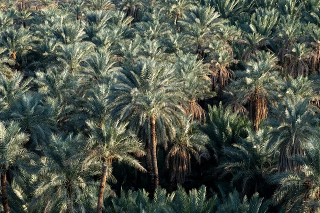 Ancient Date Palm Trees in Khaybar Oasis Aerial View