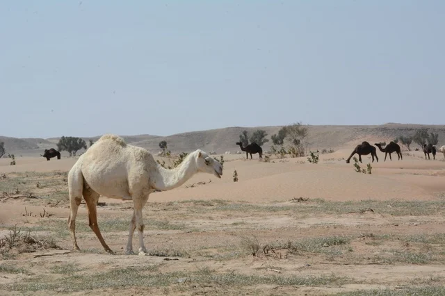 جمال ترعى في صحراء المملكة العربية السعودية