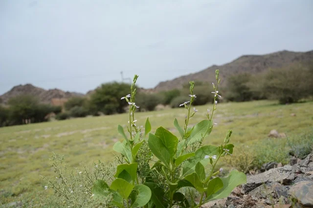 منظر طبيعي أخضر وسط الصحراء السعودية