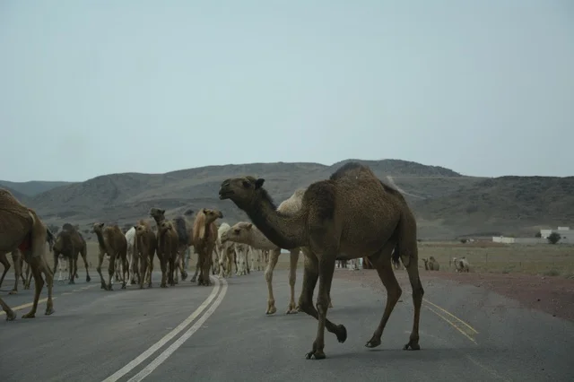 Camels Crossing Desert Road in Saudi Arabia