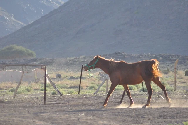 Brown Horse in Saudi Arabia Desert Landscape