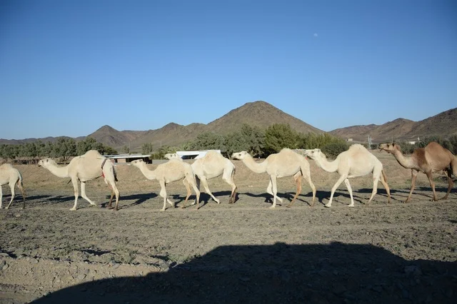 الجمال تسير في الصحراء في السعودية