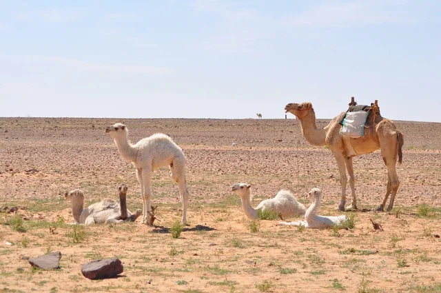 جمال ترعى في صحراء المملكة العربية السعودية