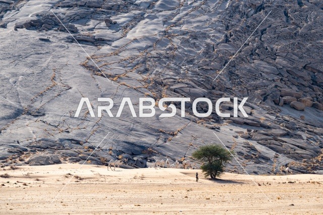 الجمال في صحراء جبال الرين السعودية