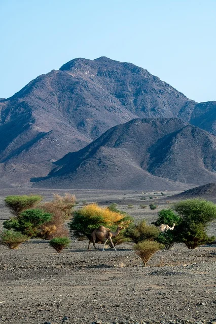 جمال في صحراء المدينة المنورة مع خلفية الجبال