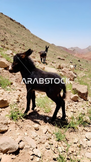 جحش صغير أسود على منحدر جبلي صخري جاف تحت أشعة الشمس