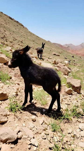 جحش صغير أسود على منحدر جبلي صخري جاف تحت أشعة الشمس