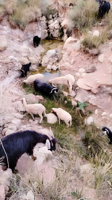 ماعز وأغنام ترعى بجوار مجرى مائي جبلي