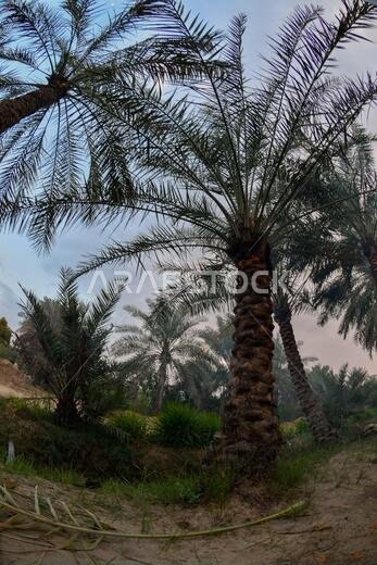 Date palm , tree of the palm family cultivated for its sweet edible fruits. The date palm has been prized from remotest antiquity.