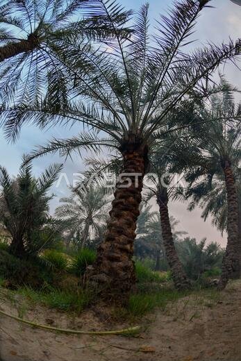 Date palm , tree of the palm family cultivated for its sweet edible fruits. The date palm has been prized from remotest antiquity.