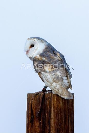 بومة حظيرة شائعة (Tyto alba) تقف على عمود وتستعرض ريش ظهرها.