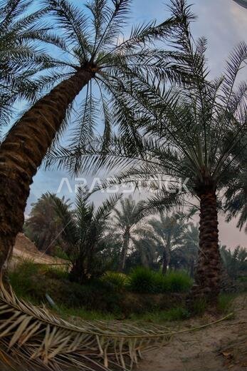 Date palm , tree of the palm family cultivated for its sweet edible fruits. The date palm has been prized from remotest antiquity.