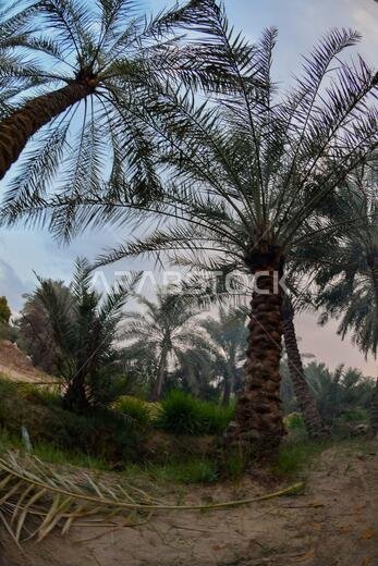 Date palm , tree of the palm family cultivated for its sweet edible fruits. The date palm has been prized from remotest antiquity.